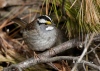 White Throated Sparrow 05