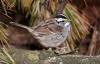 White Throated Sparrow 06