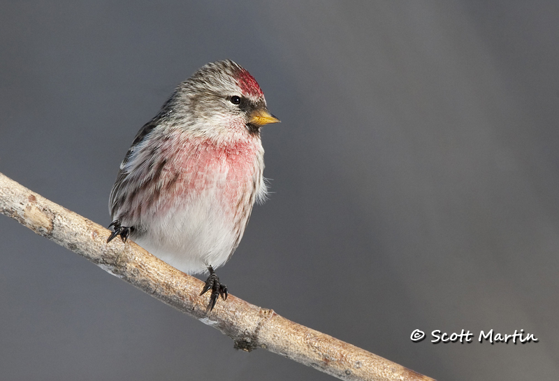 Common Redpoll, Carduelis flammea – A Pretty Little Bird