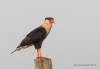 Crested Caracara 13