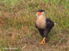 Crested Caracara 14