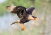 Crested Caracara 15