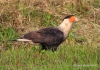 Crested Caracara 16