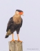 Crested Caracara 17