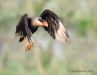 Crested Caracara 18