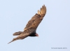 Turkey Vulture 07