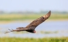Turkey Vulture 08