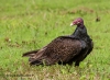 Turkey Vulture 09