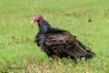 Turkey Vulture 10