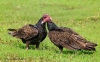 Turkey Vulture 11