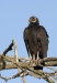 Black Vulture 01