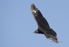 Black Vulture 02