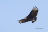 Black Vulture 03