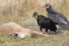 Black Vulture 04