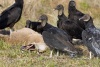 Black Vulture 05