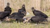 Black Vulture 06