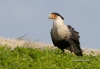 Crested Caracara 02