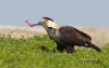 Crested Caracara 03