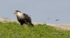 Crested Caracara 04