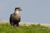 Crested Caracara 05