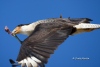 Crested Caracara 06