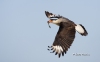 Crested Caracara 08