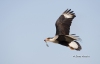 Crested Caracara 09