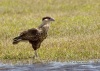 Crested Caracara 10