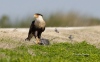 Crested Caracara 11