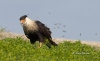 Crested Caracara 12