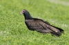 Turkey Vulture 01