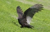 Turkey Vulture 02