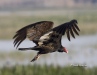Turkey Vulture 03