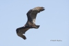 Turkey Vulture 04