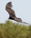 Turkey Vulture 05