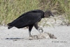 Black Vulture 07