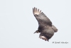 Black Vulture 08