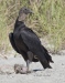 Black Vulture 10