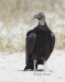 Black Vulture 11