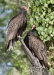 Turkey Vulture 06