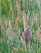 American Bittern 05