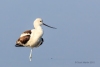 American Avocet 02