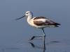 American Avocet 03