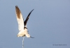 American Avocet 07