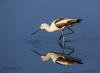 American Avocet 12