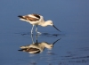 American Avocet 14