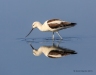 American Avocet 15