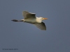 Cattle Egret 04