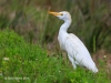 Cattle Egret 05