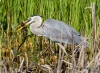 Great Blue Heron 42